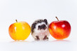 Cute hedgehog