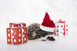 Hedgehog christmas