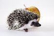 Hedgehog