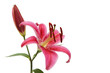 Pink lily