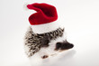 Hedgehog christmas