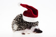 Hedgehog christmas