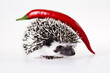 Hot Hedgehog