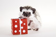 Hedgehog christmas Hedgehog christmas