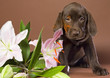 puppy with white lily puppy with white lily