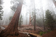 Sequoya