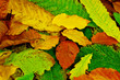 Autumn backdrop