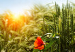 Rye field at sunrise