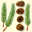Pine Tree Branches and Cones