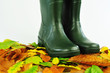 Autumn walk