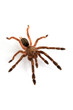 Gefährliche Spinne