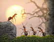 team of ants, council, collective decision