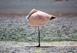 Flamingo-Küken