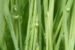 Dew drop on young green paddy Dew drop on young green paddy