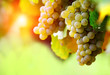 Bunch of grapes at sunset