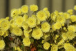 many flowers of yellow chrysanthemums