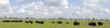 Many bison