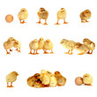 Many small chicks isolated on white background Many small chicks isolated on white background