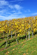 Weinberg Bad Cannstatt