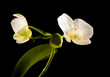 white backlit phalaenopsis orchid isolated on black; white backlit phalaenopsis orchid isolated on black;