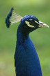 pfau