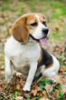 Beagle