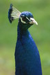 pfau