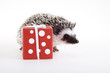 Hedgehog christmas