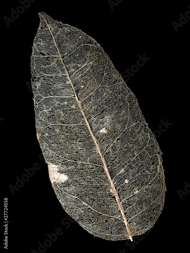 Photo: Leaf venation Leaf venation