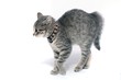 kleine Katze läuft erschrocken mit Buckel