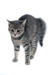 erschrockene kleine Katze