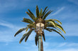 Palmier lampadaire Palmier lampadaire