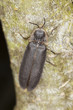 Male common glow-worm (Lampyris noctiluca)
