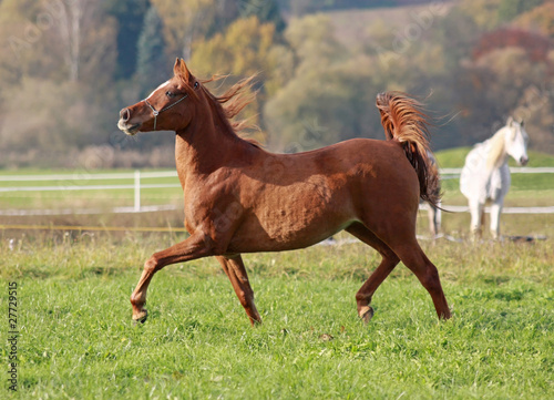 Photo: Arabian Horse at meadows Arabian Horse at meadows