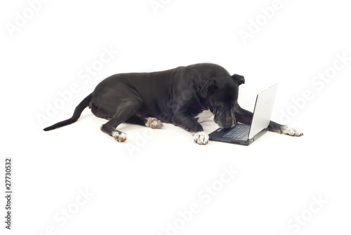 Photo: Great dane dog using laptop Great dane dog using laptop
