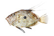 Zeus Faber fish Zeus Faber fish