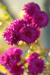bush red chrysanthemums