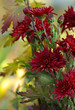 bush purple chrysanthemums