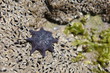 Etoile de mer