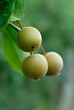 Nashi Pears Nashi Pears
