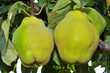 quince fruits