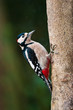 Great Spotted Woodpecker Great Spotted Woodpecker