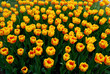 tulip