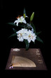 Still life with white lilies branch on black Still life with white lilies branch on black