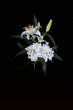 White lilies branch on black background White lilies branch on black background