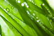Grass