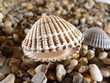 Muscheln