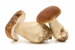 boletus edulis on white background