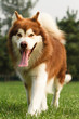 Sled dog
