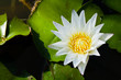 White waterlily in the pond